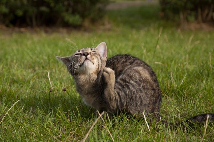 El gatito se rasca