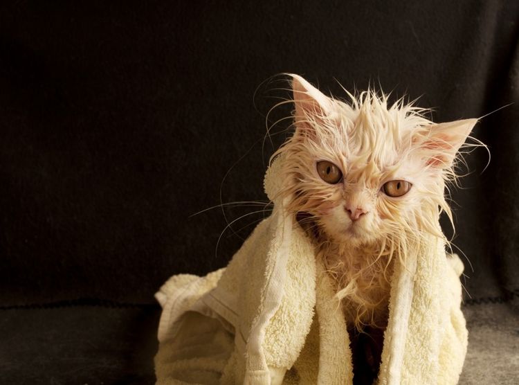 Gato anaranjado después del baño