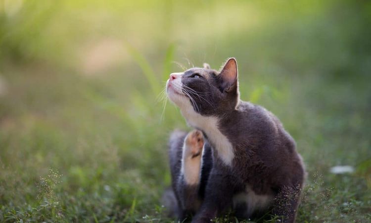 Cómo eliminar las pulgas de un gato