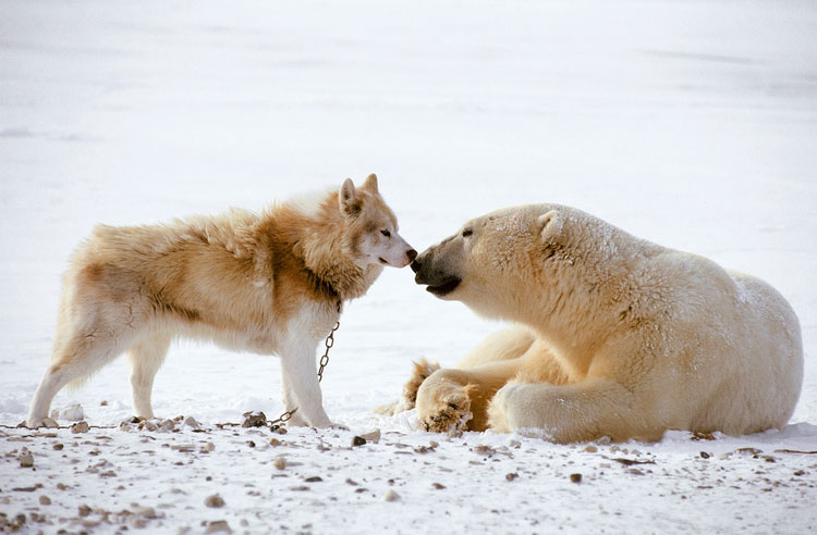 Laika esquimal canadiense y oso