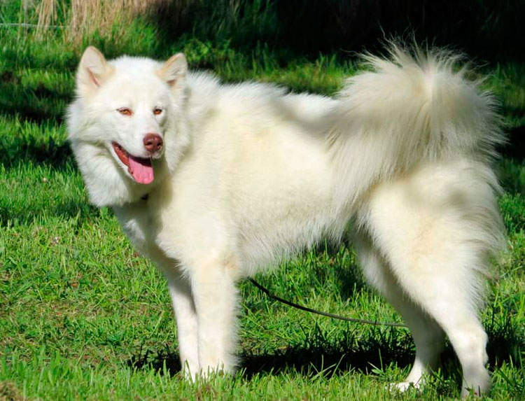 raza Laika esquimal canadiense