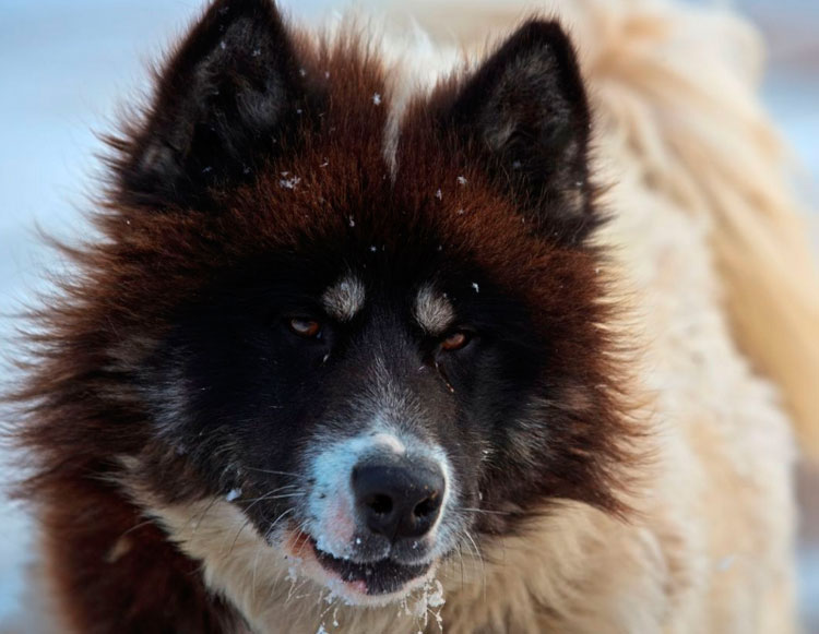 Precio de la Laika esquimal canadiense
