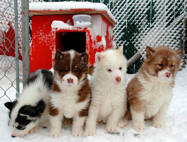 Cachorros de perro esquimal canadiense