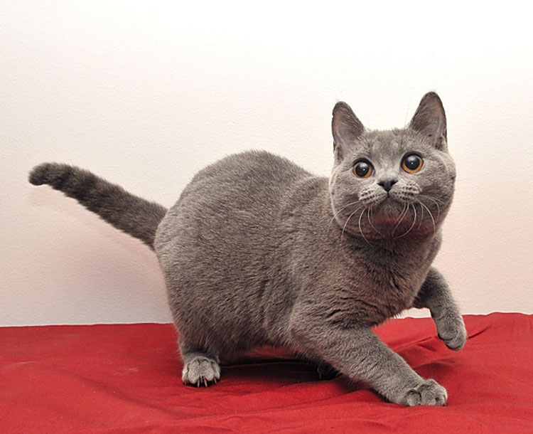 foto del gato cartujano