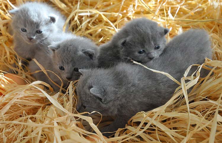 Gatitos cartujos