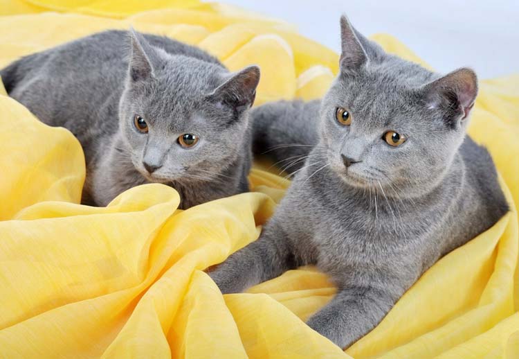Gato cartujo