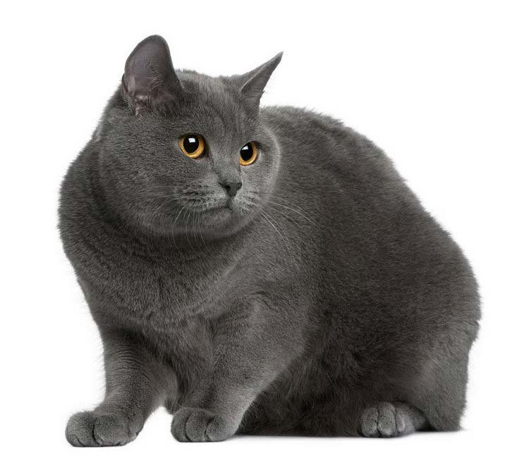 Gato cartujo