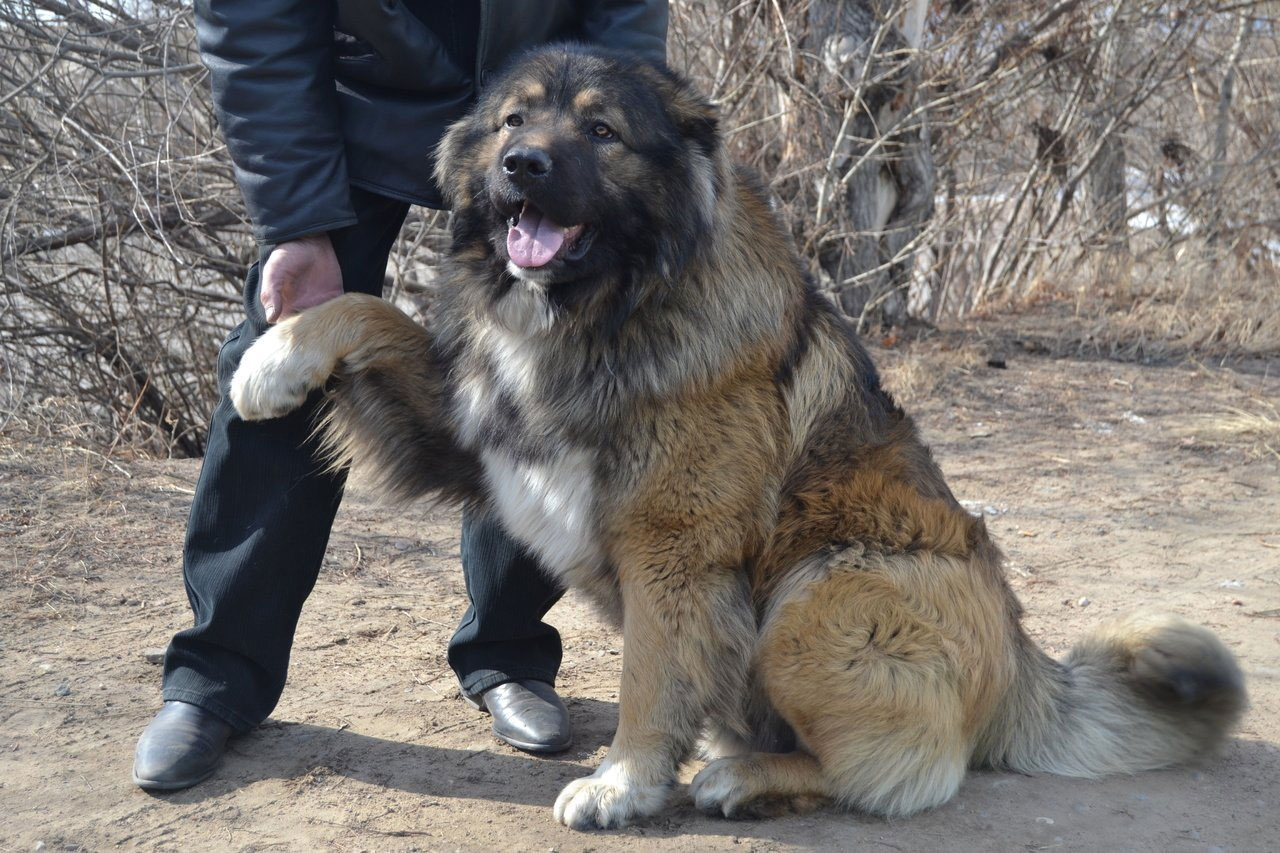 Colores de los perros de la raza Pastor del Cáucaso