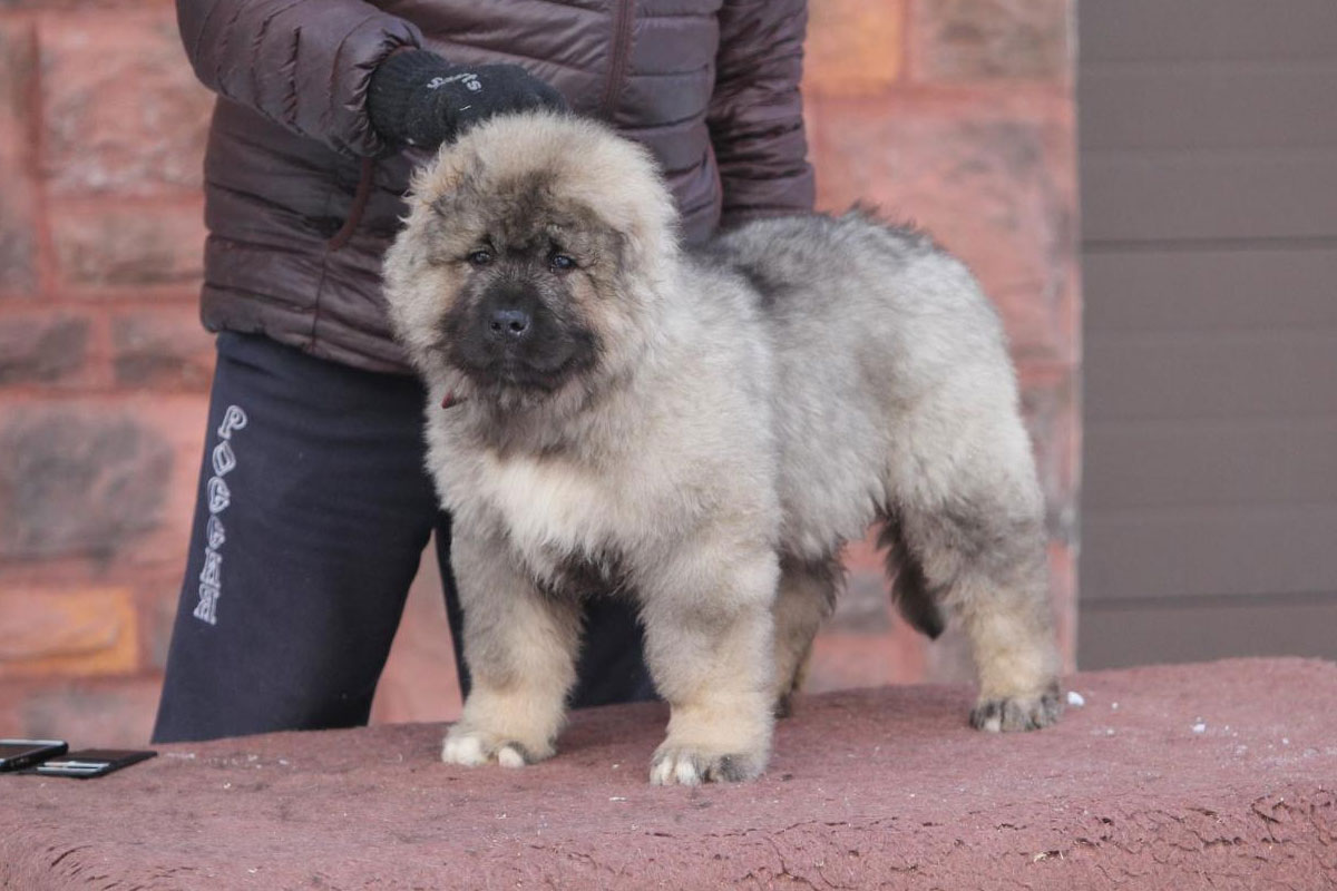 Cómo elegir un cachorro de pastor caucásico