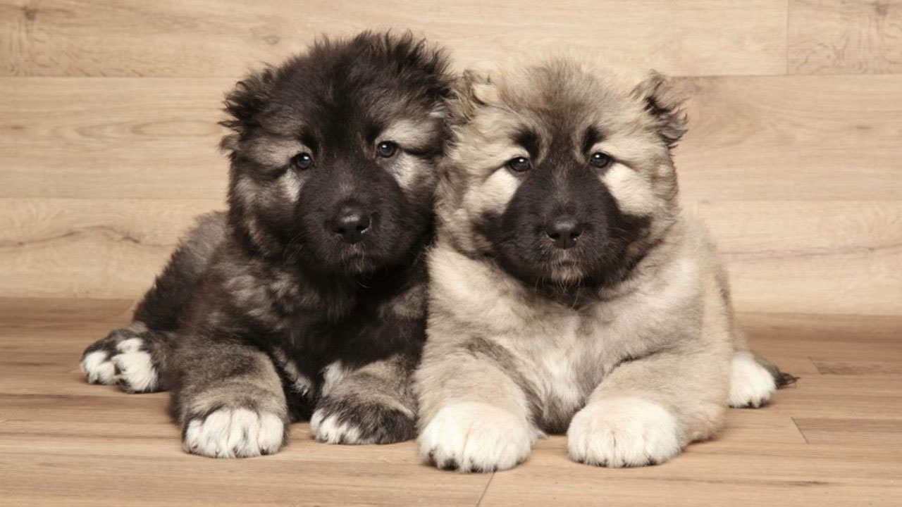 Cachorros de pastor caucásico