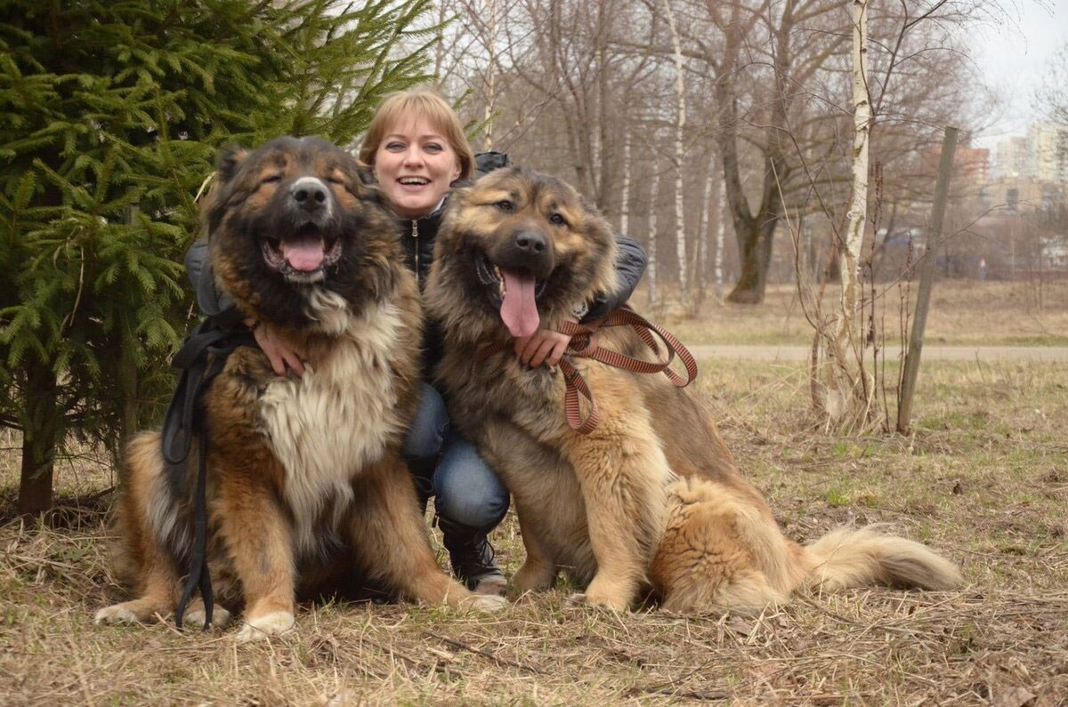 Adiestramiento del perro pastor caucásico