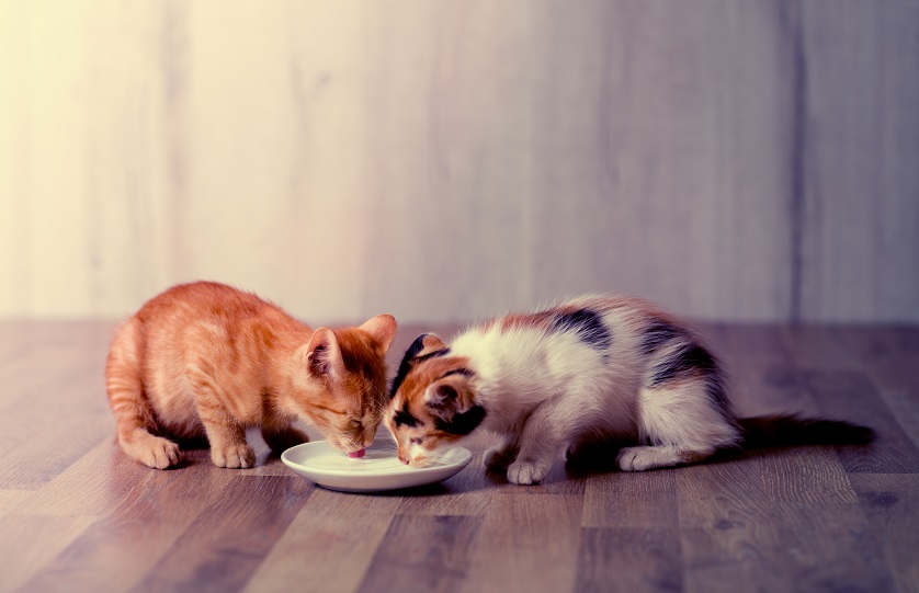 Con qué alimentar a un gatito de 2 meses