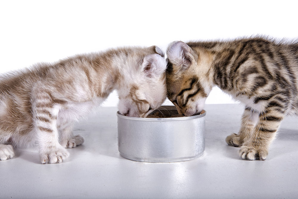 Alimentación de gatitos de 2 meses