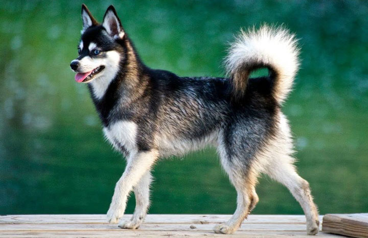 Alaskanischer Klee Kai