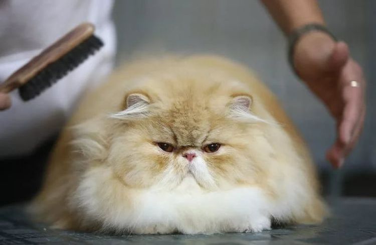 Se cepilla al gato