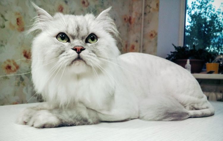 Gato hosco