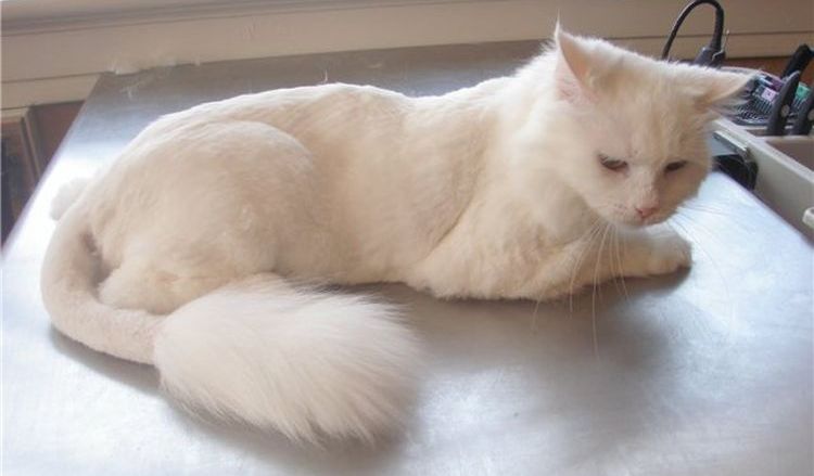 Gato blanco