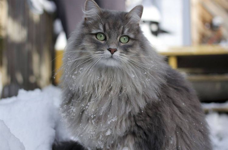 Gato gris y peludo