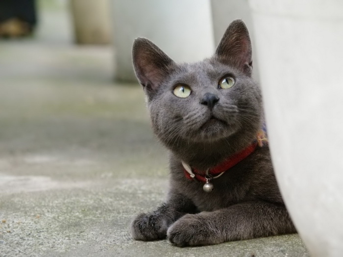 Gata de raza Korat
