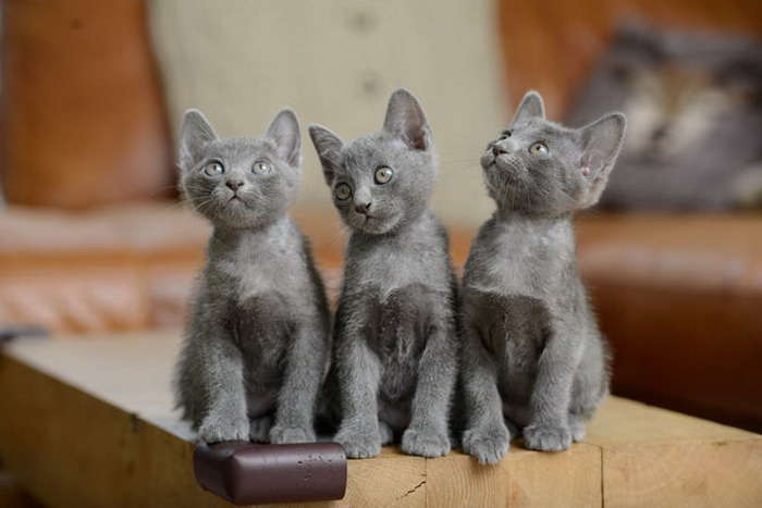 gatitos de la raza Korat
