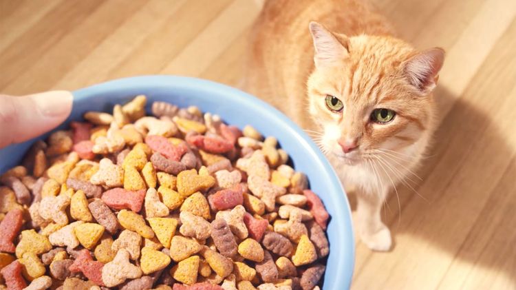 Gato y comida Friskies