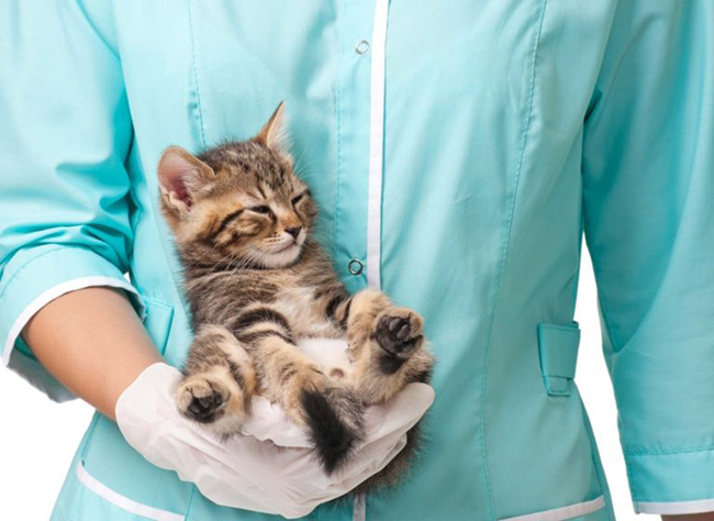 tratamiento del coronavirus en gatos