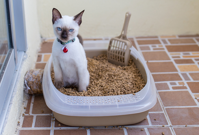 Arenero abierto para gatos con arena