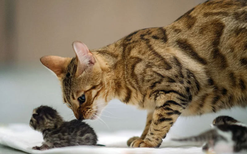 La gata no sabe qué hacer con el gatito, se niega a amamantar, ¿qué hacer?
