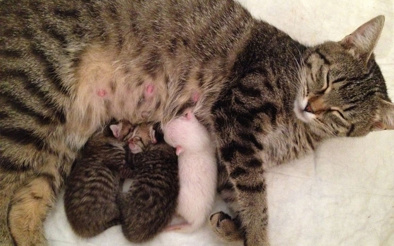 Enfermedades que pueden hacer que una gata rechace a sus gatitos