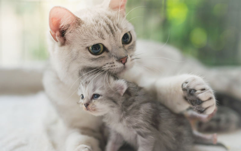 Causas por las que la gata ha rechazado al gatito