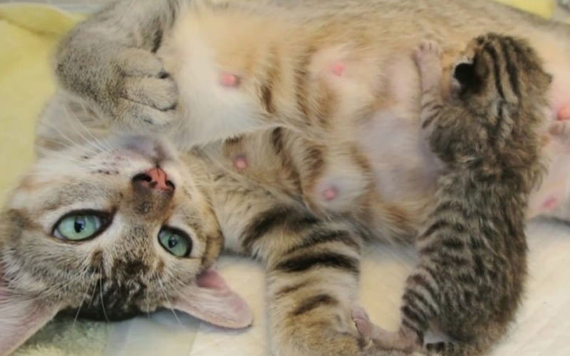 Por qué la gata se niega a amamantar a los gatitos