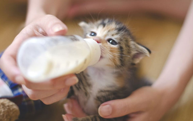 Cómo alimentar a los gatitos si la gata se ha negado