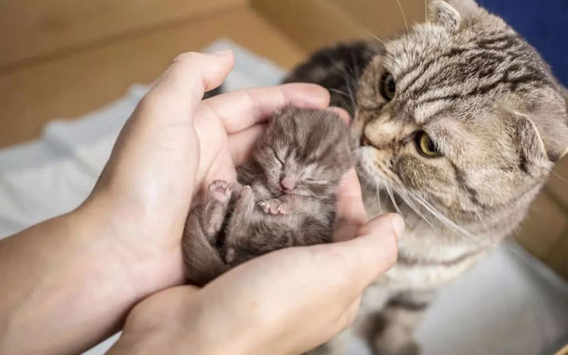 El instinto maternal en la gata: ¿por qué las gatas rechazan a sus gatitos?