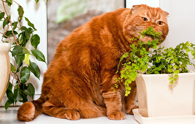 El gato come plantas de interior