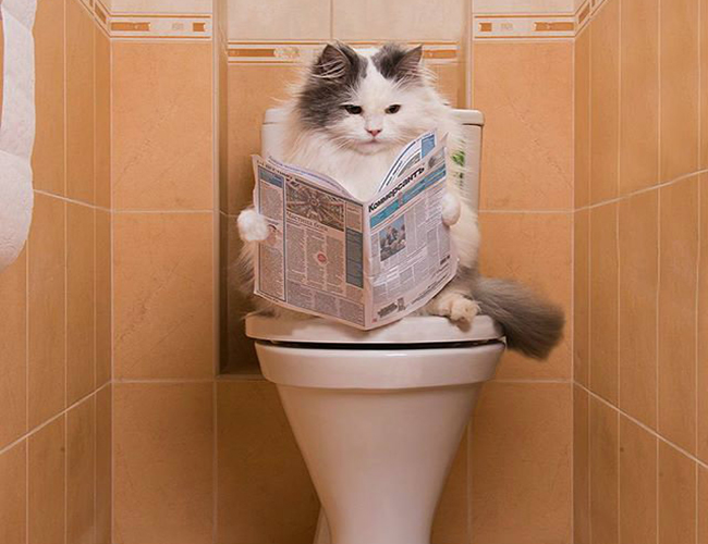 Entrenamiento del gato para usar el inodoro