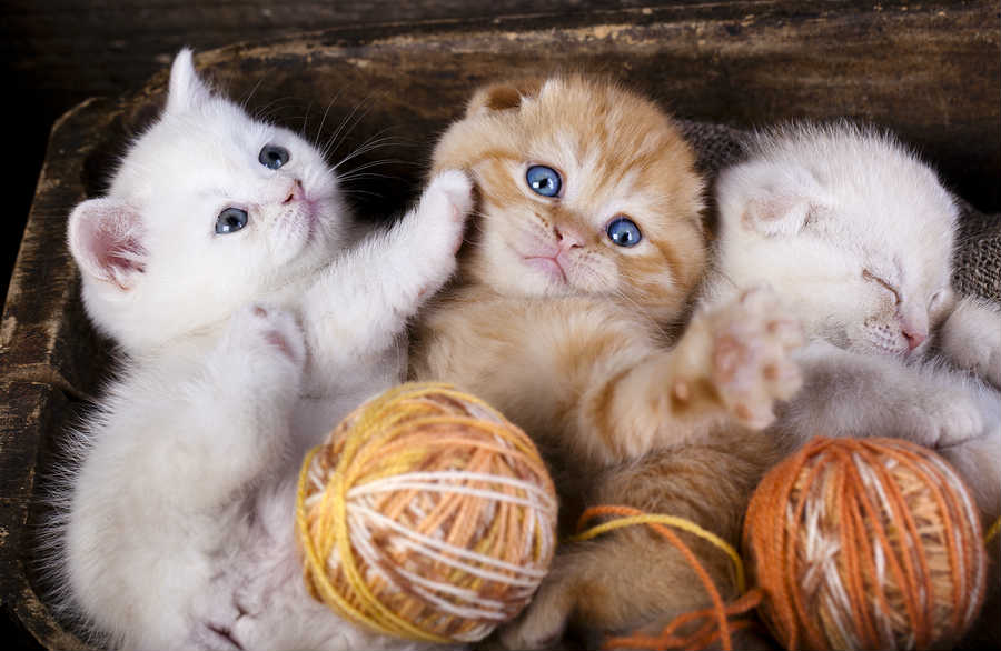 Cómo alimentar a los gatitos de 3-4 meses