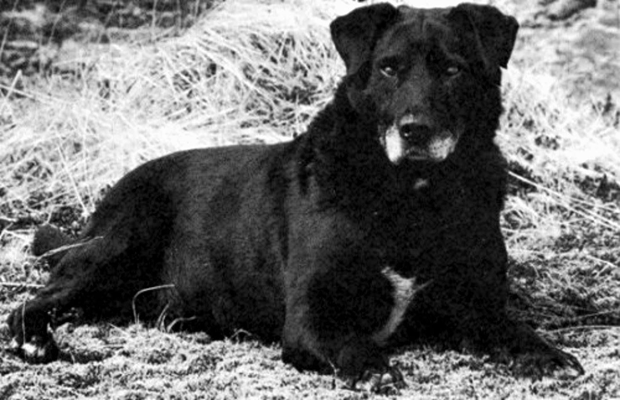 St. John’s Breed of Newfoundland
