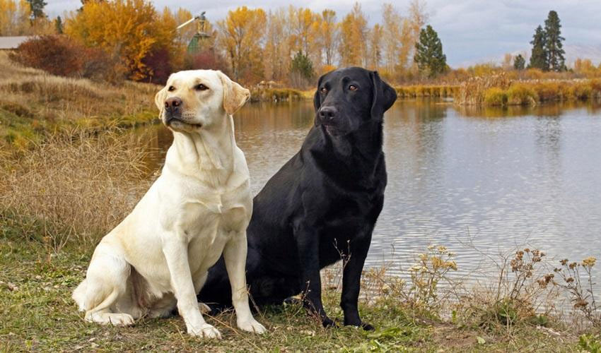 Fotos de Labrador Retriever
