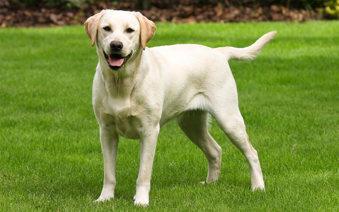 Labrador Retriever claro