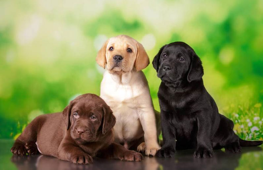 Cachorros de la raza Labrador Retriever