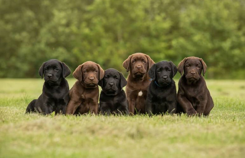 Cachorros de Labrador