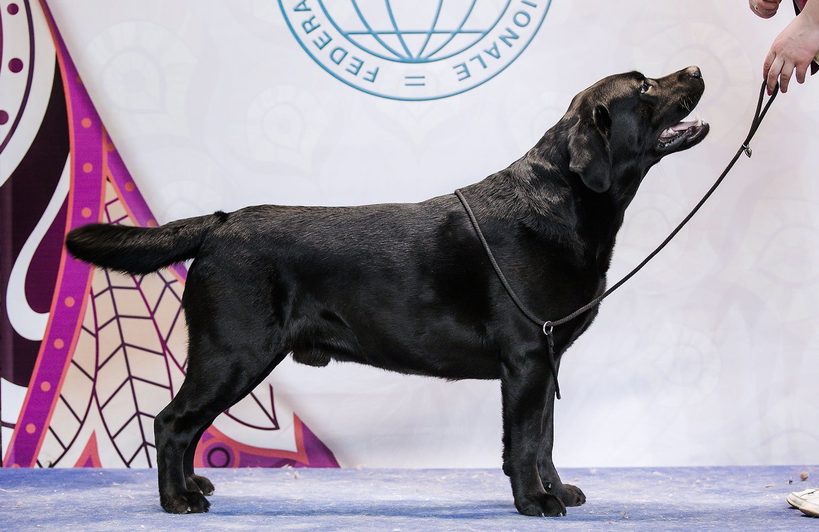 Labrador Retriever negro