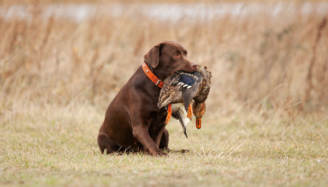 Labrador Retriever cazador