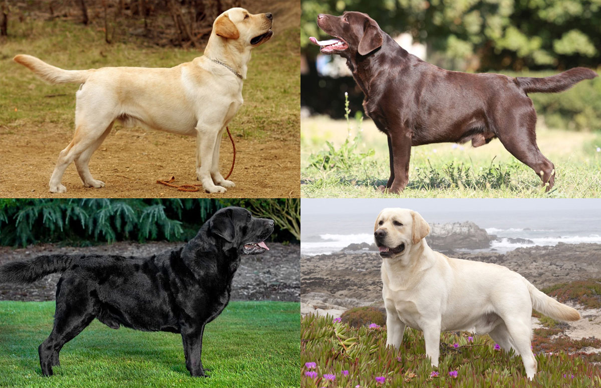Colores de los perros de raza Labrador Retriever