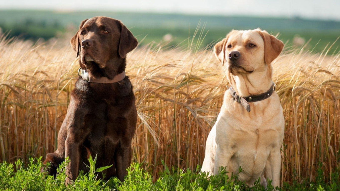 Labradores