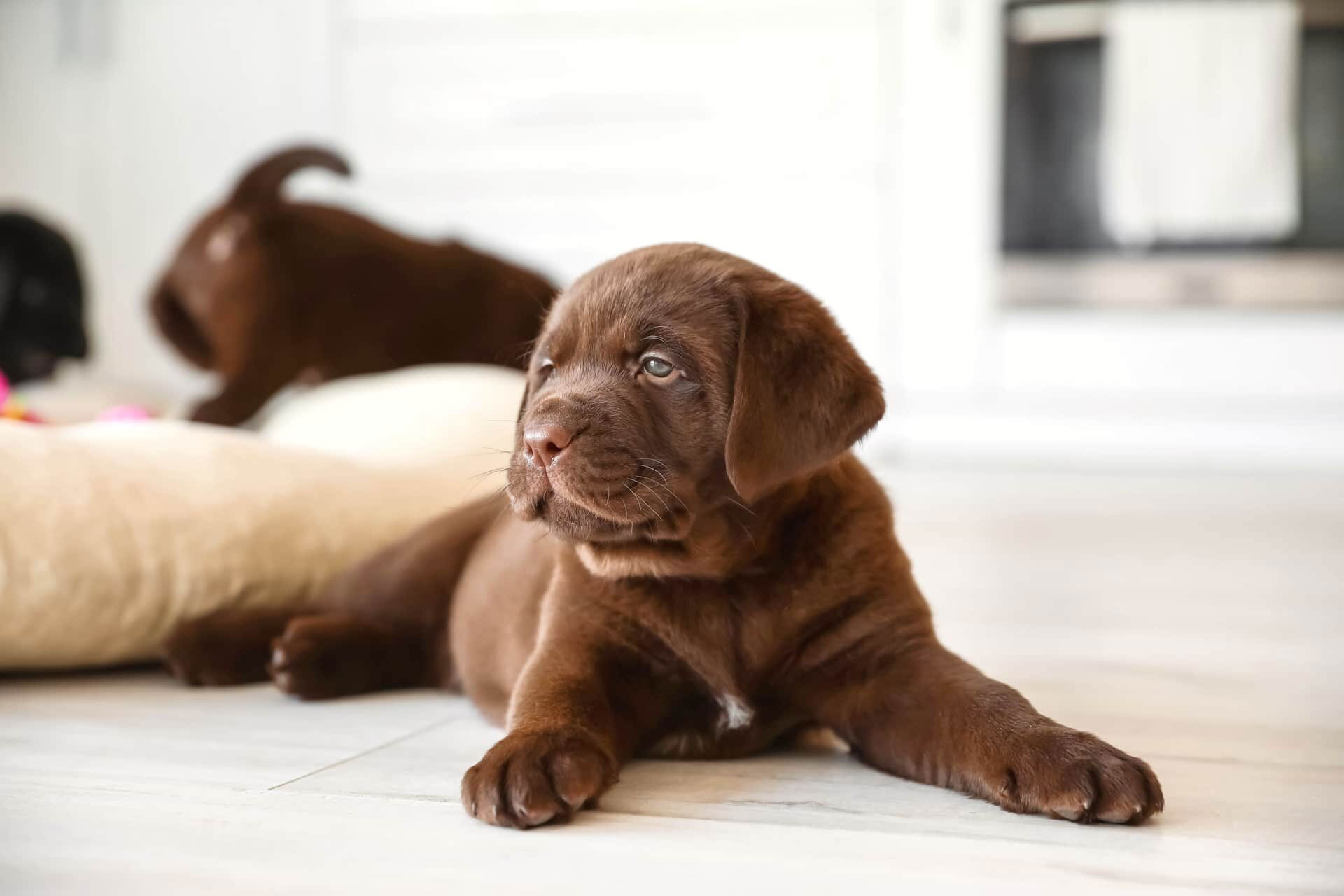 Cachorro de Labrador Retriever chocolate