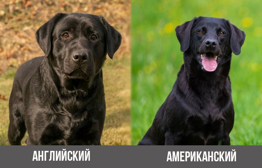 Tipos de perros de raza Labrador Retriever