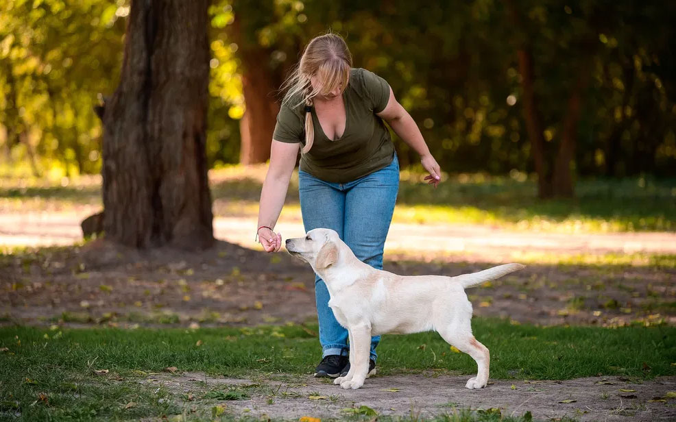 Adiestramiento del cachorro de Labrador Retriever