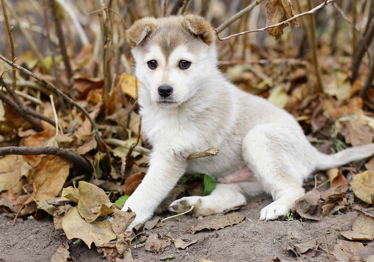 cachorro de laika