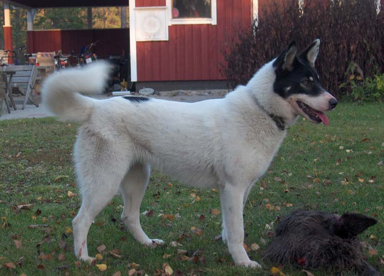 Laika: raza de perros